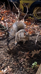Sciurus carolinensis