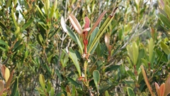 Cassine parvifolia