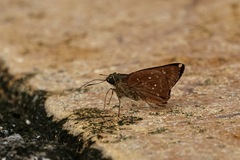 Pithauria marsena
