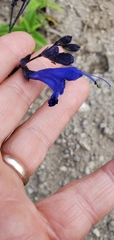 Salvia scutellarioides