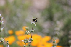 Bombus crotchii