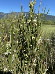 Retanilla ephedra