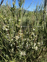 Retanilla ephedra