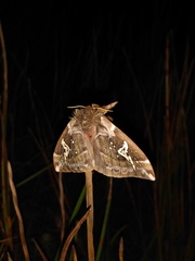 Dirphiopsis epiolina