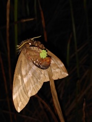 Dirphiopsis epiolina