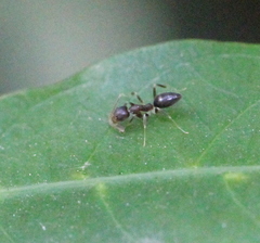 Technomyrmex antennus