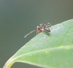 Technomyrmex antennus