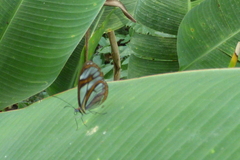 Ithomia agnosia pellucida