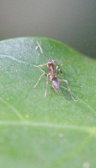 Technomyrmex antennus