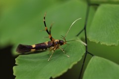 Xestocasis