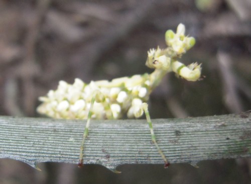 Callibia diana
