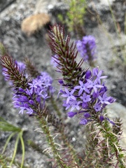 Merciera eckloniana