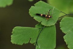 Xestocasis