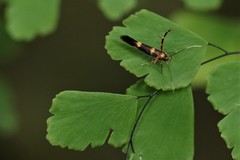 Xestocasis