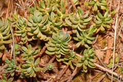 Petrosedum sediforme
