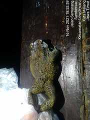 Duttaphrynus melanostictus