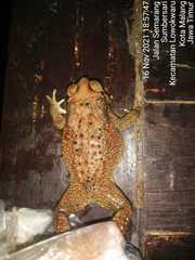 Duttaphrynus melanostictus