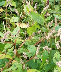 Persicaria maculosa