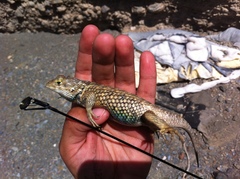 Sceloporus zosteromus rufidorsum