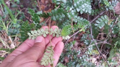 Weinmannia tomentosa