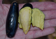 Endiandra longipedicellata