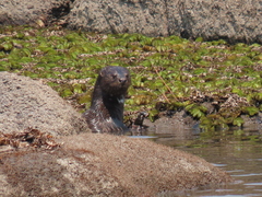Hydrictis maculicollis