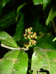 Cheiloclinium cognatum