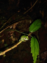 Vitreorana uranoscopa