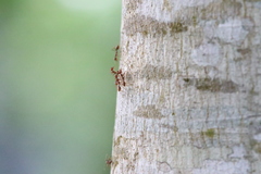 Oecophylla smaragdina