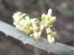 Callibia diana
