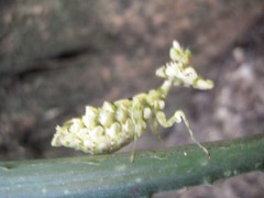 Callibia diana