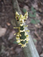Callibia diana