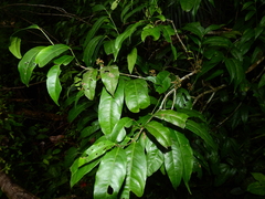 Cheiloclinium cognatum