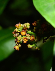 Cheiloclinium cognatum