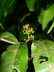 Cheiloclinium cognatum