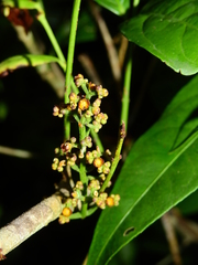 Cheiloclinium cognatum