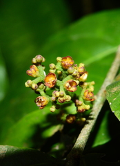 Cheiloclinium cognatum