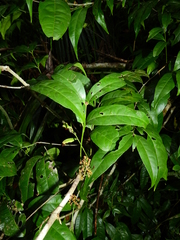 Cheiloclinium cognatum