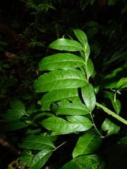 Cheiloclinium cognatum