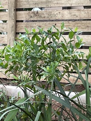 Kraussia floribunda