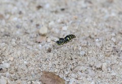 Bembecinus borneanus