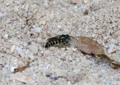 Bembecinus borneanus