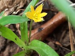 Hypoxis aurea