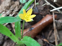 Hypoxis aurea