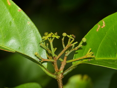 Salacia multiflora