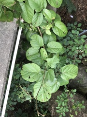 Byttneria grandifolia