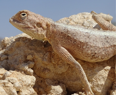Agama anchietae