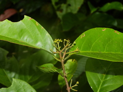 Salacia multiflora