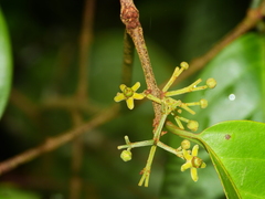 Salacia multiflora