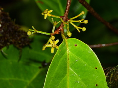 Salacia multiflora
